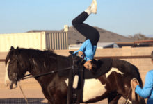 How can one train a horse for equestrian vaulting?