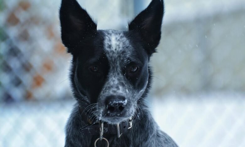 contact alert phone number