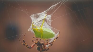 deadly arachnid species identified